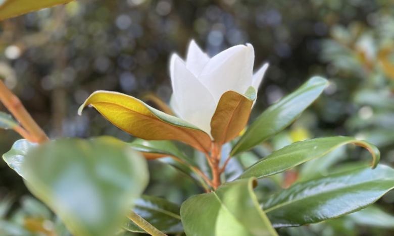 The magnolia tree at Historic Washington State Park. 